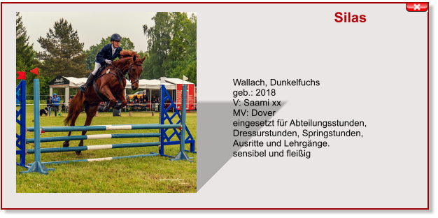 Silas Wallach, Dunkelfuchs geb.: 2018 V: Saami xx MV: Dover eingesetzt für Abteilungsstunden, Dressurstunden, Springstunden, Ausritte und Lehrgänge. sensibel und fleißig